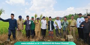 LPPNU Babat Gelar Ngaji Tani dan Panen Raya di Bedingin Sugio